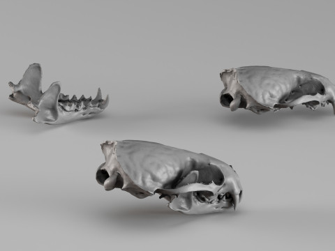 001726 Otter Skull Raw 3D Scan 3D Print Model