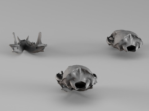 001726 Otter Skull Raw 3D Scan 3D Print Model