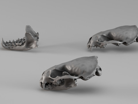 001726 Otter Skull Raw 3D Scan 3D Print Model