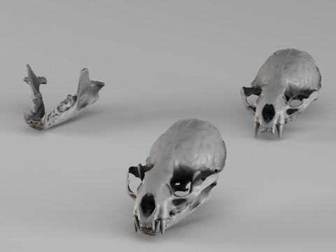 001726 Otter Skull Raw 3D Scan 3D Print Model