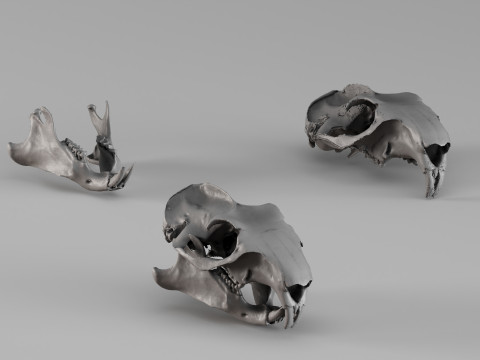 001727 Escaneo 3D sin procesar del cr&aacute;neo de marmota Modelo de impresión 3D