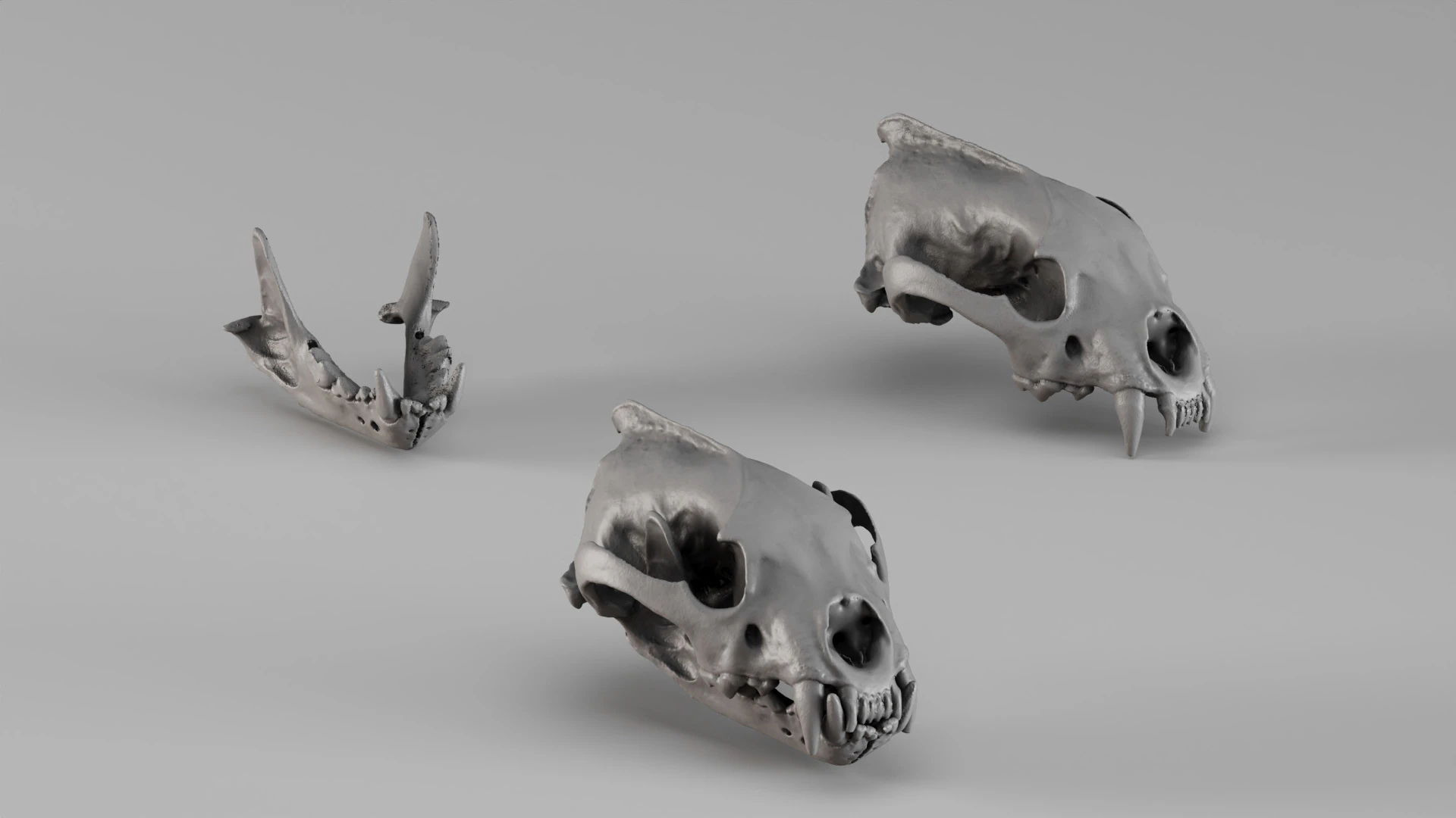 001728 Wolverine Skull Raw 3D Scan 3D Print Model .c4d .max .obj .3ds .fbx .stl .blend 
