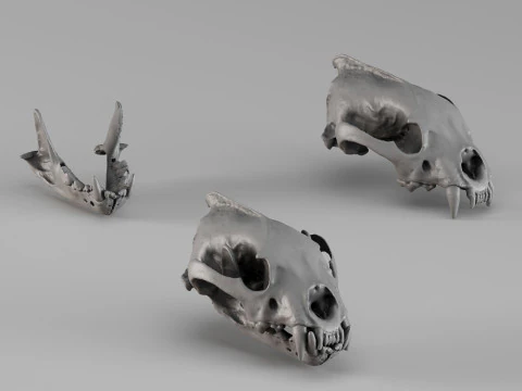 001728 Wolverine Skull Roher 3D-Scan 3D Druckmodell