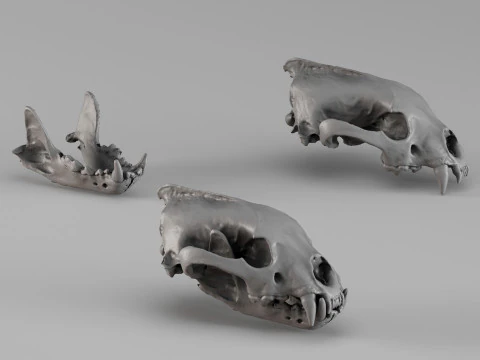 001728 Wolverine Skull Raw 3D Scan 3D Print Model