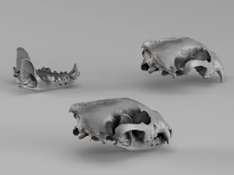001728 Wolverine Skull Raw 3D Scan 3D Print Model
