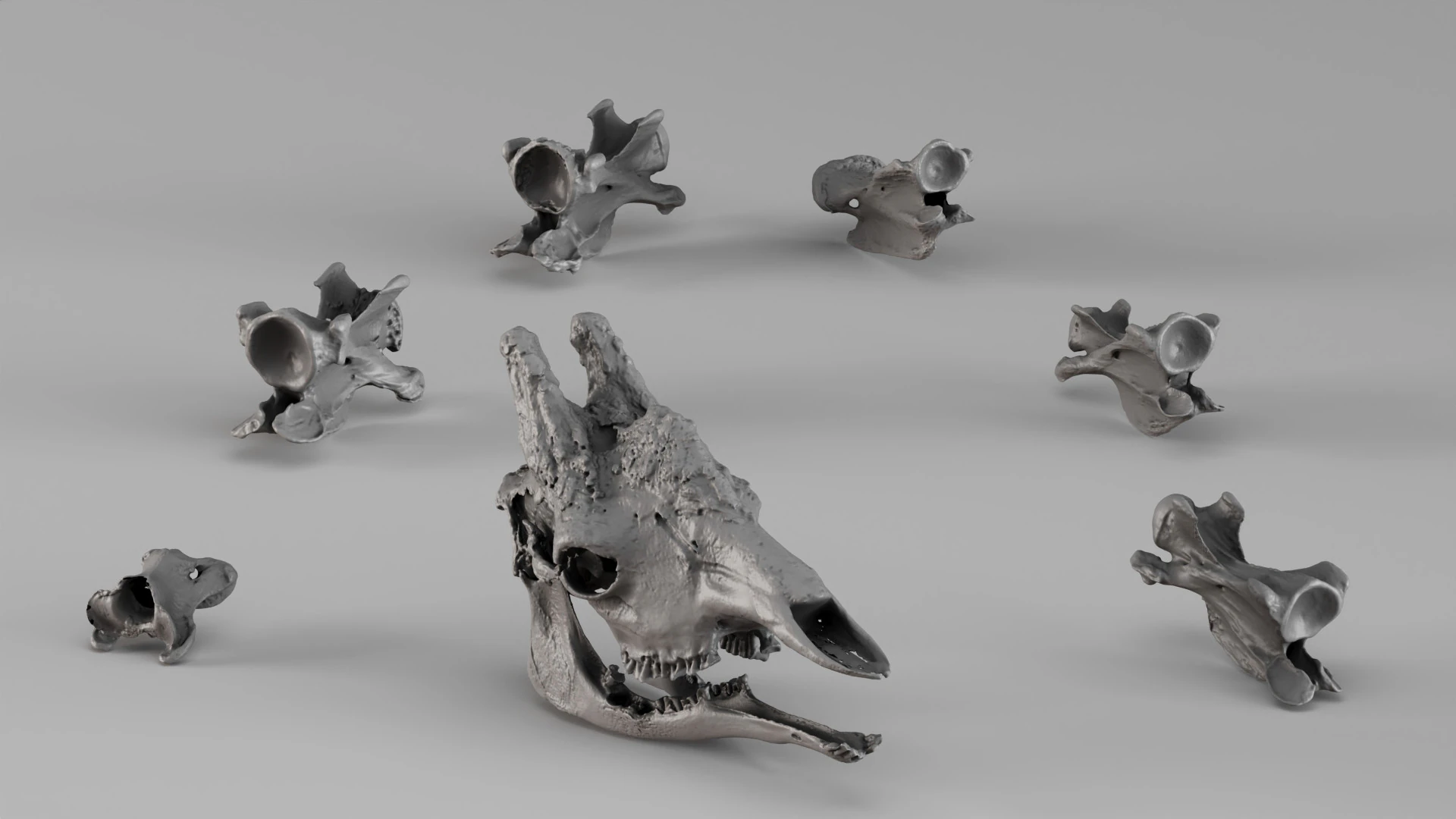 001732 Giraffe Skull Raw 3D Scan 3D Print Model .c4d .max .obj .3ds .fbx .stl .blend 