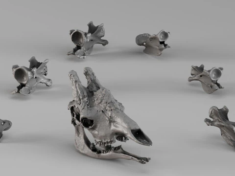 001732 Scansione 3D grezza del teschio della giraffa Modello di stampa 3D
