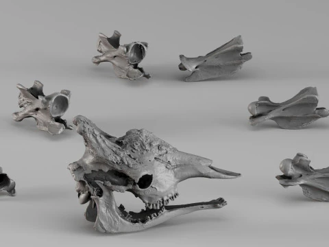 001732 Giraffe Skull Raw 3D Scan 3D Print Model