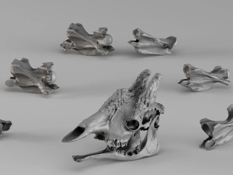 001732 Giraffe Skull Raw 3D Scan 3D Print Model