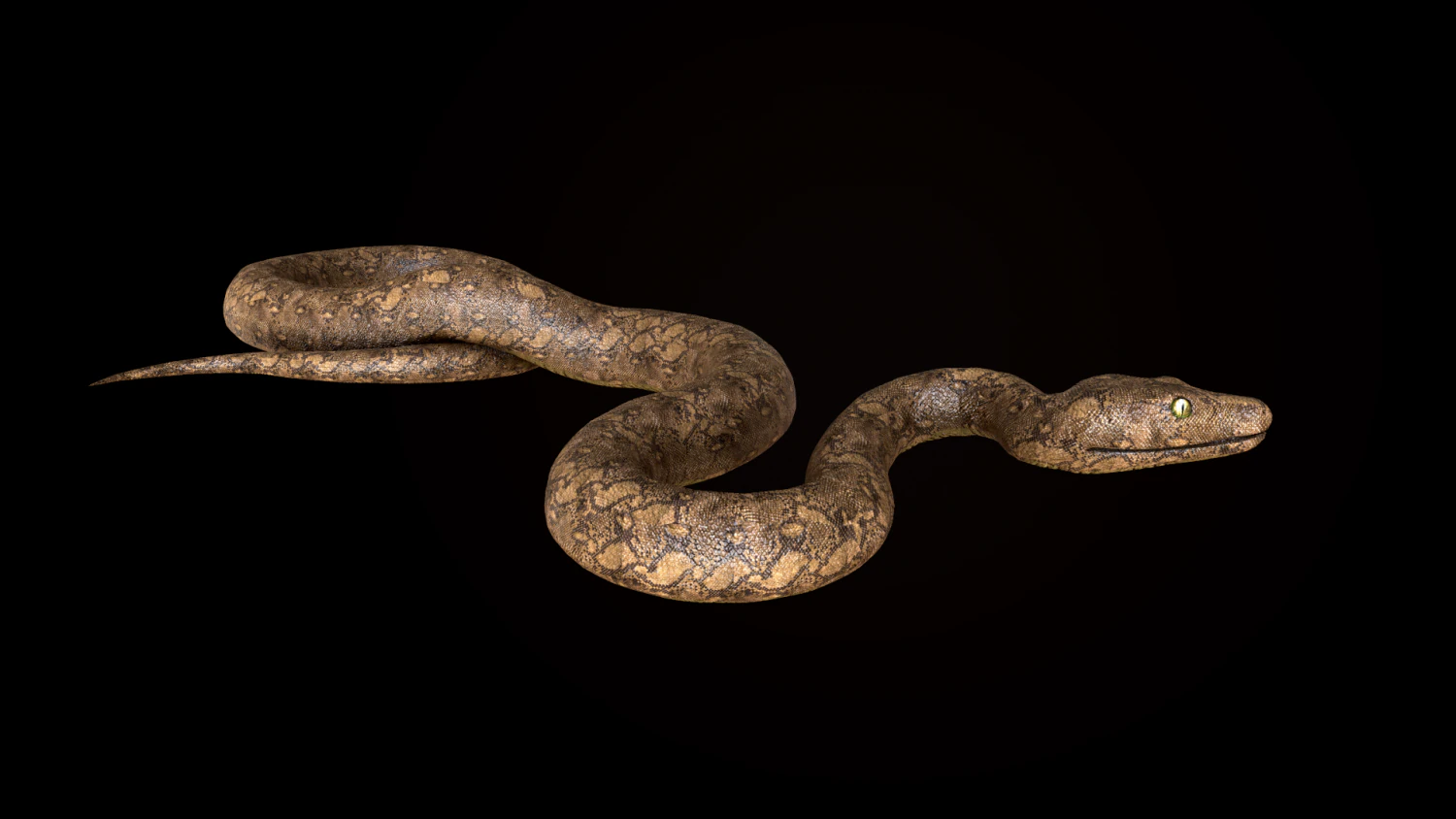 snake 3D Model .c4d .max .obj .3ds .fbx .stl .blend 