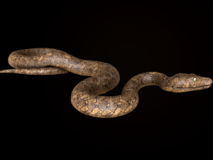 snake 3Dモデル