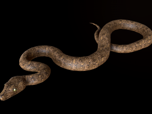 snake Model 3D