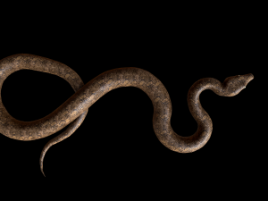snake Model 3D