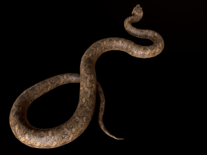 snake Model 3D