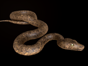 snake Model 3D