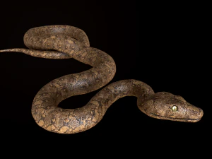 snake 3D Model