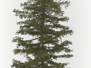 3d pine tree pack 3D Модель
