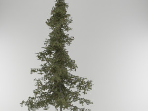3d pine tree pack 3D Модель