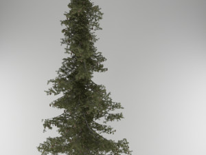 3d pine tree pack 3D Модель