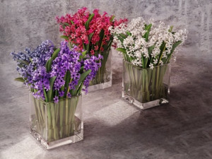 hyacinth model Modello 3D