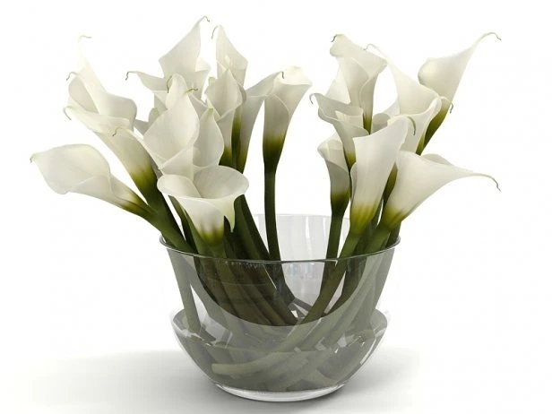 calla lily 3D Model .c4d .max .obj .3ds .fbx .stl .blend 