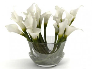 panggilan lili Model 3D