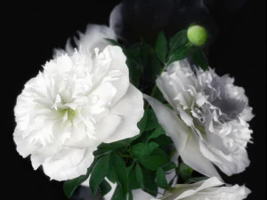 white peonies by smallaccents 3D Model