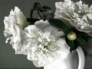 white peonies by smallaccents 3D Model
