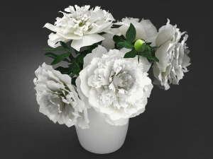 white peonies by smallaccents 3D Model
