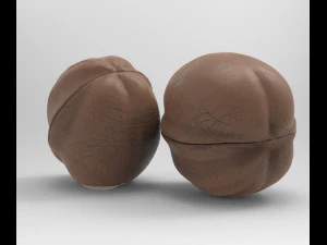 walnut 3D Model