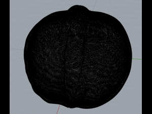 walnut 3Dモデル