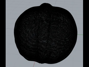 walnut 3D Model
