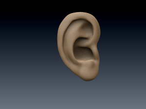 ear 3D 모델