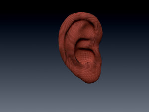 ear Modello 3D