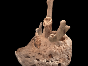 seashell and sea sponge Modelo 3D