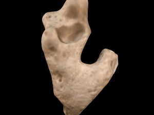 seashell and sea sponge 3D Model