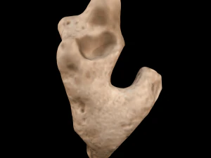seashell and sea sponge 3D Model