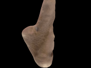 seashell and sea sponge 3D Model