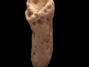 seashell and sea sponge 3D Model