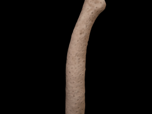 seashell and sea sponge 3D Model