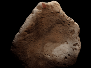 seashell and sea sponge 3D Model