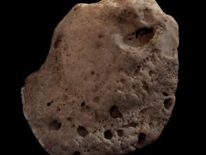 seashell and sea sponge 3D Model