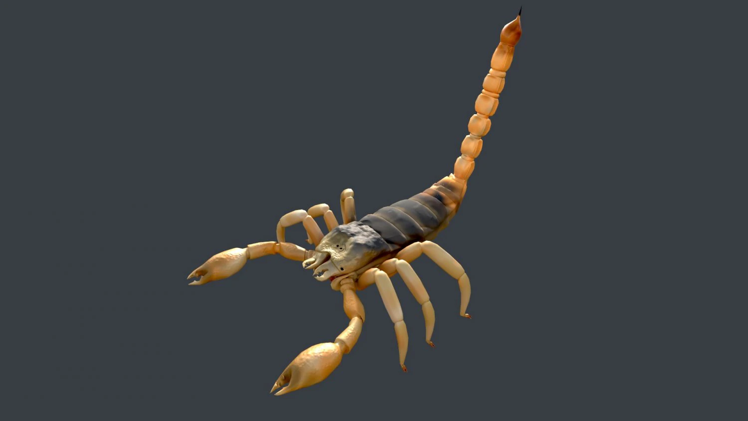scorpion rigged game ready 3D Model .c4d .max .obj .3ds .fbx .stl .blend 