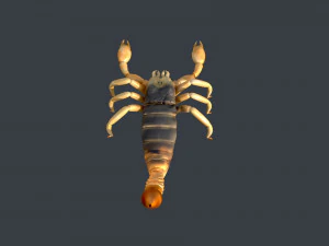 scorpion rigged game ready 3D Model