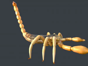 scorpion rigged game ready 3D Model
