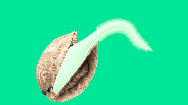 seed germination animation Modèle 3D .c4d .max .obj .3ds .fbx .stl .blend 