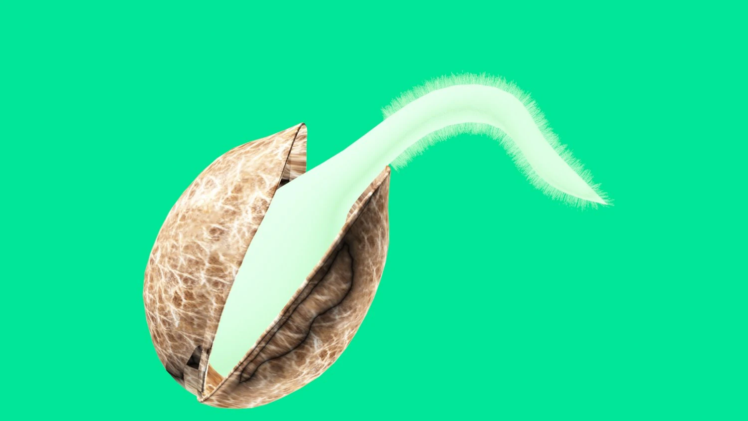 seed germination animation 3D Model .c4d .max .obj .3ds .fbx .stl .blend