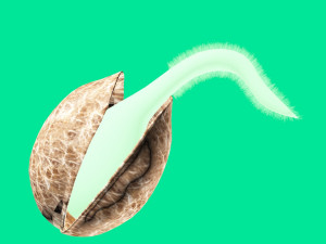 seed germination animation 3D Model