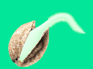 animacja kiełkowania nasion Model 3D