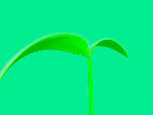 seed germination animation 3D Model